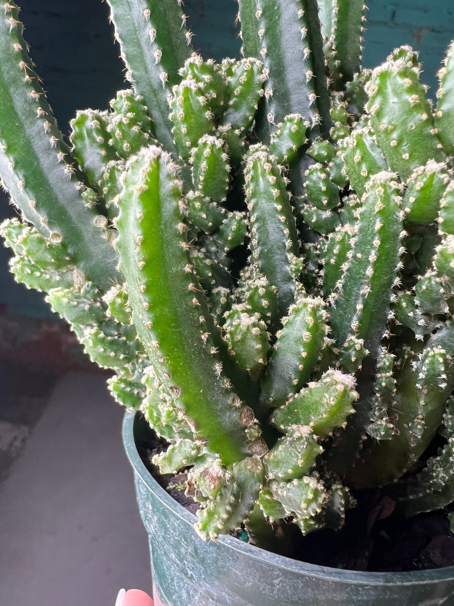 Cereus Peruvianus 4” Giant cub or Apple Cactus)