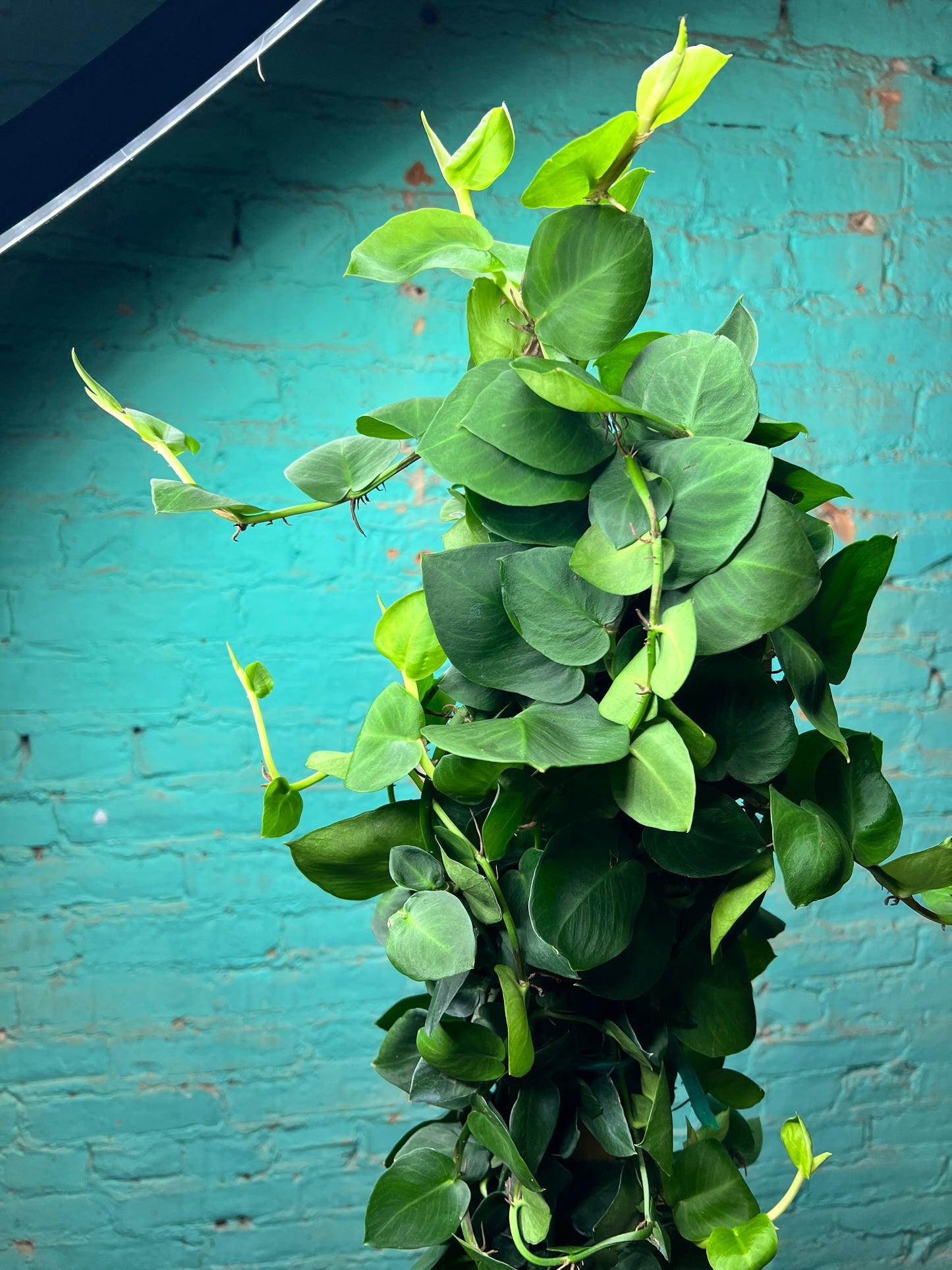 Philodendron Rhaphidophora korthalsii
