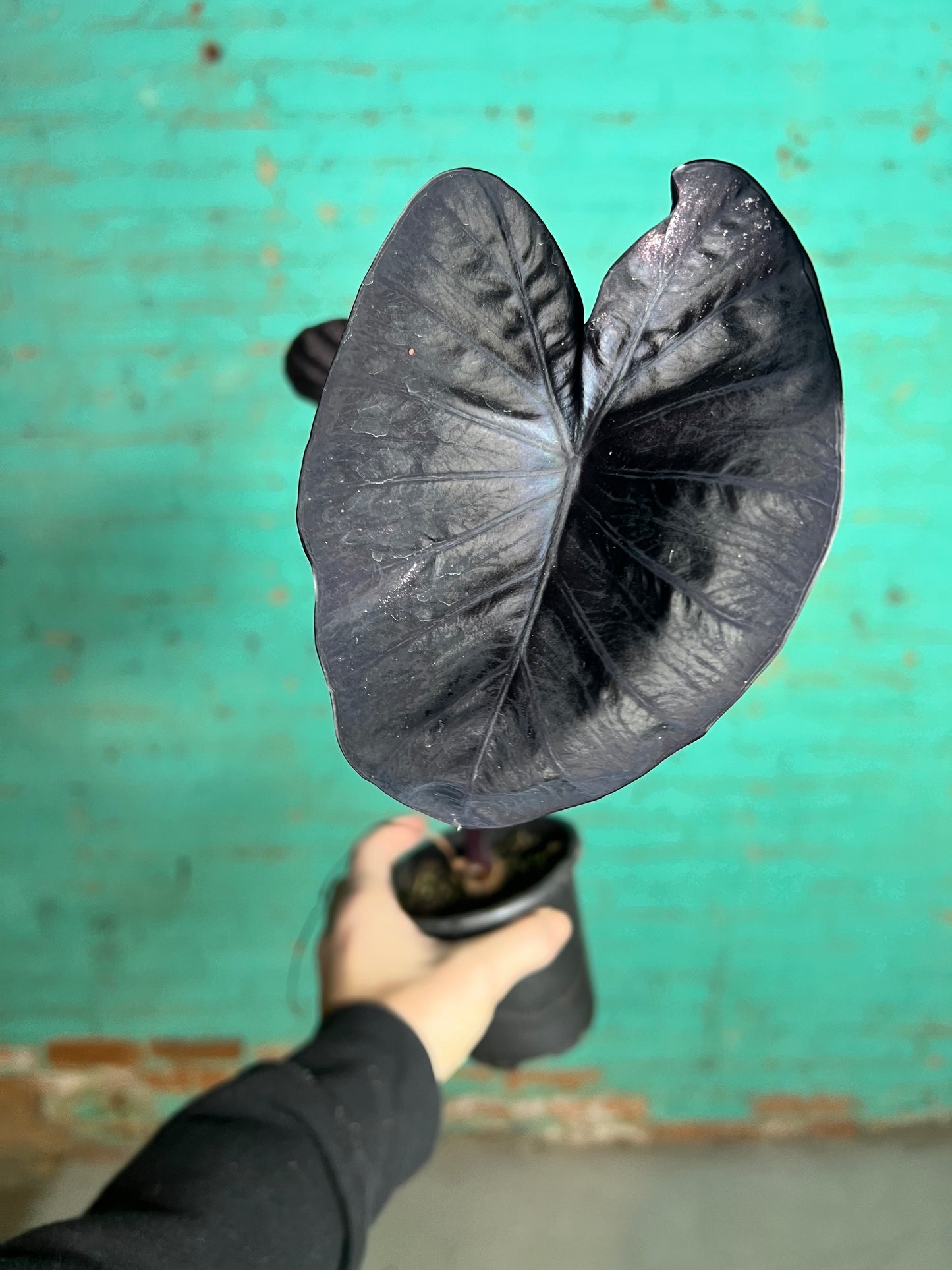 Alocasia Balck Sapphire Gecko 4”