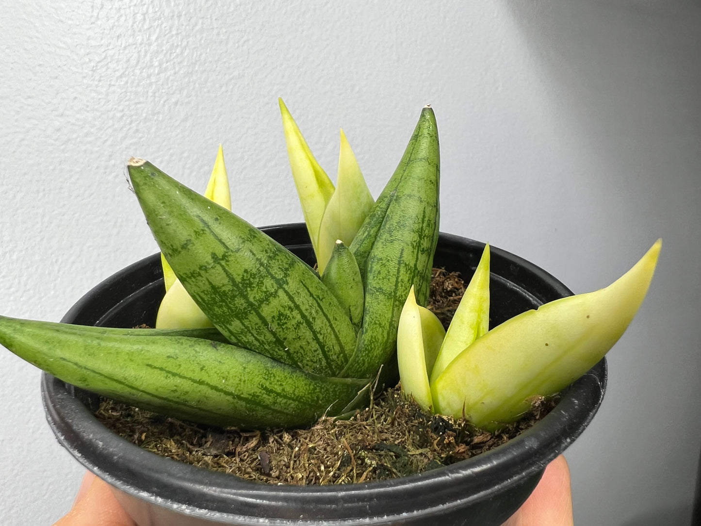 Starfish snake plant  (variegated)