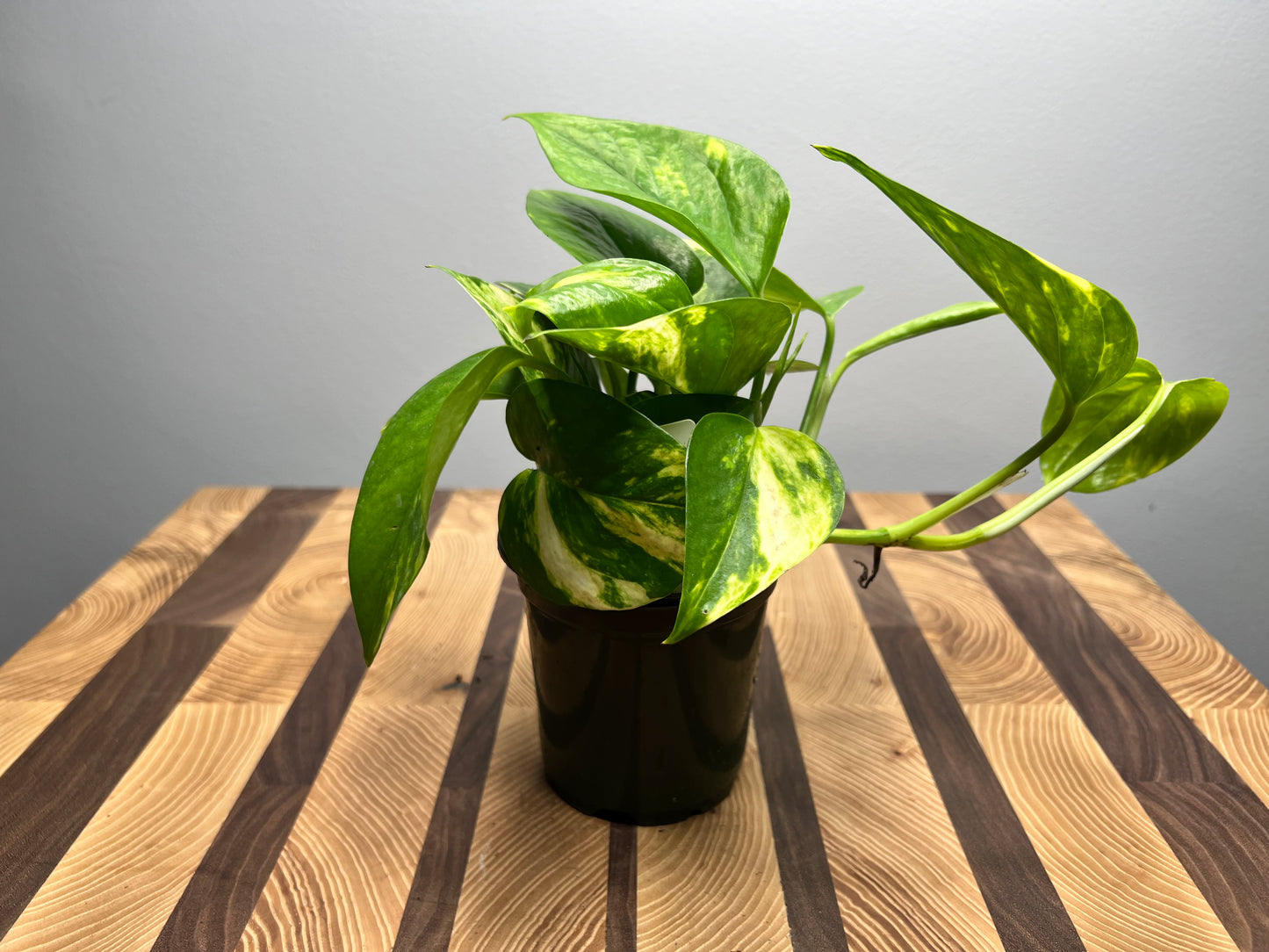 Golden Pothos