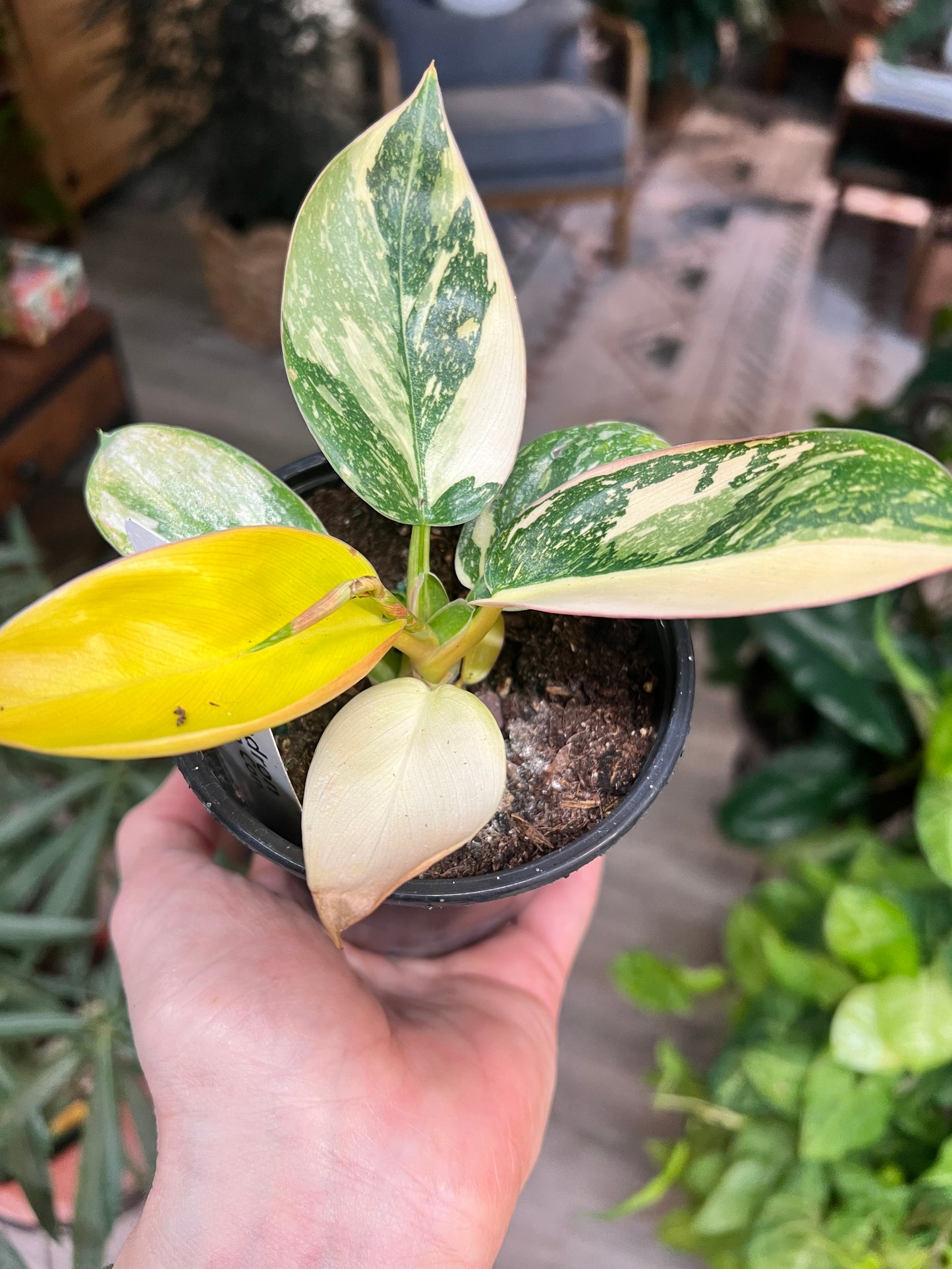 Philodendron Congo Nuclear Variegated