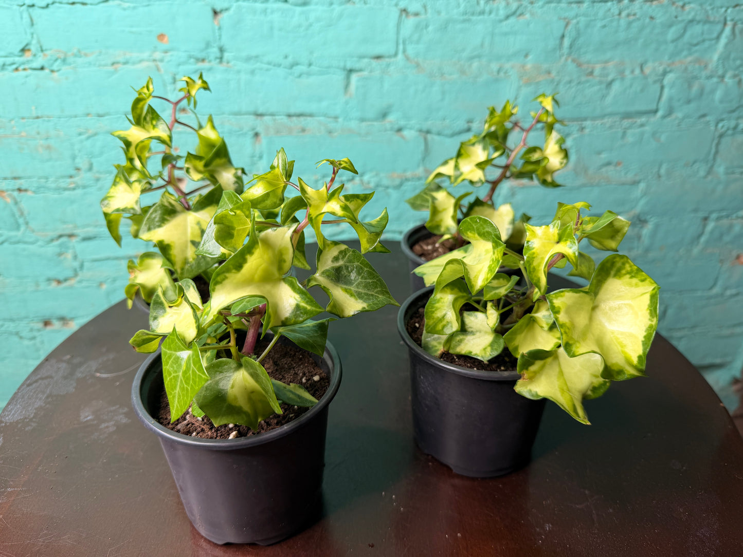 Wax Ivy 4”