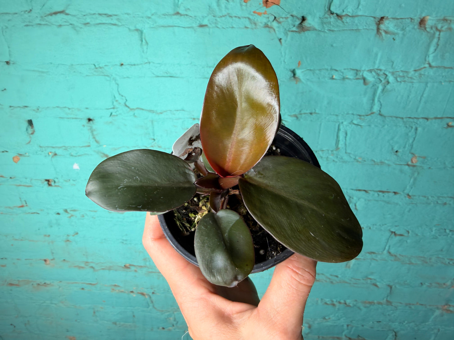 Philodendron Black Cardinal 4”