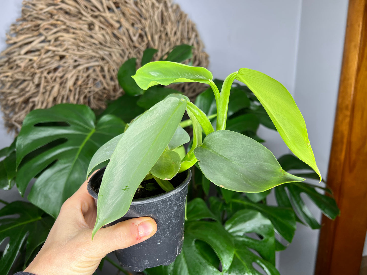 Philodendron Silver Sword