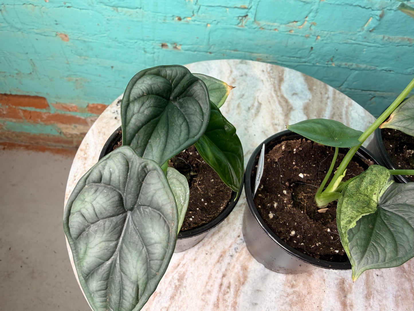 Alocasia Dragon Scale 4”