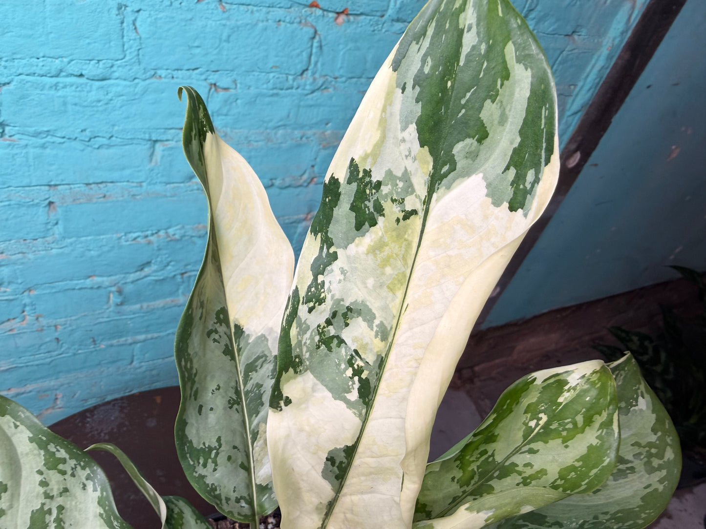 Aglaonema Manila Pride Variegated 6”