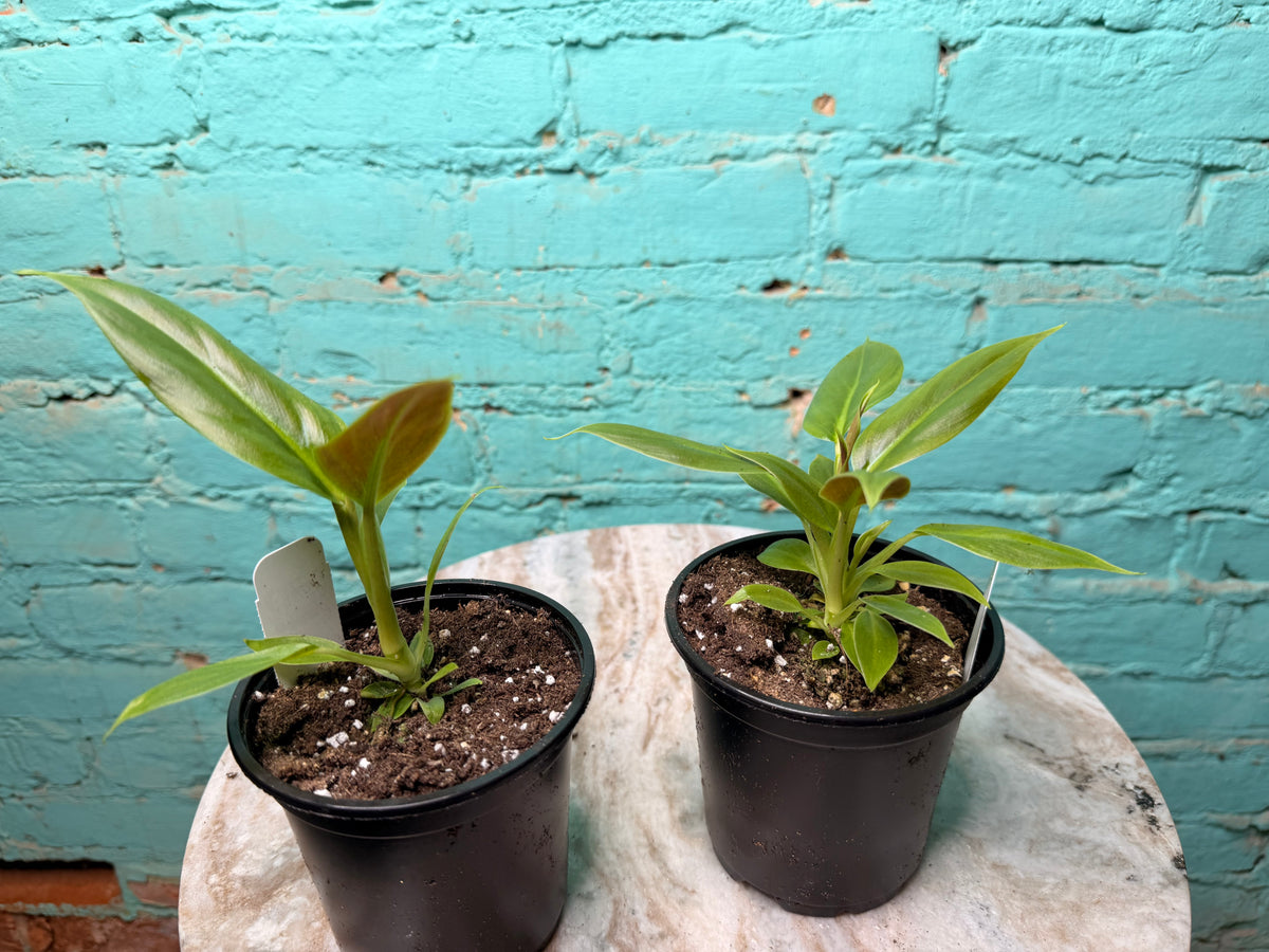Philodendron Subhastatum 4”