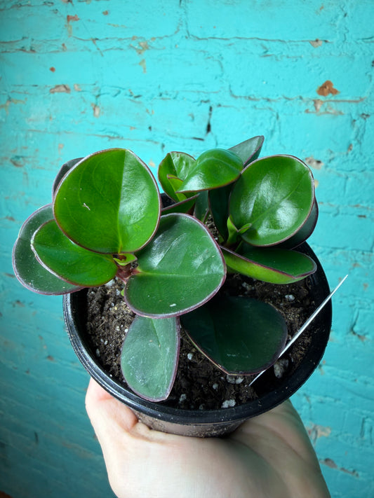 Peperomia Obtusifolia Green 4”
