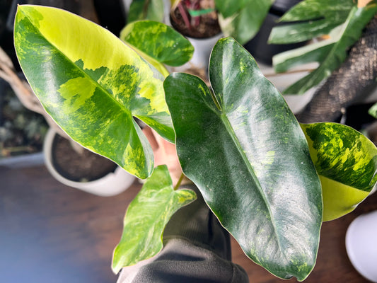 Philodendron Burle Marx Variegated