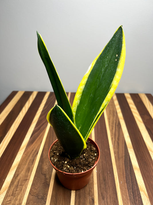 Snake plant-Black Gold