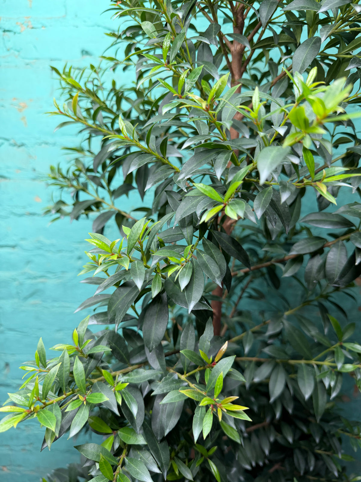 Magenta Cherry Tree 8” (Just under  5ft)