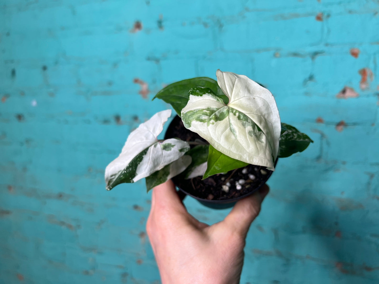 Syngonium Albo