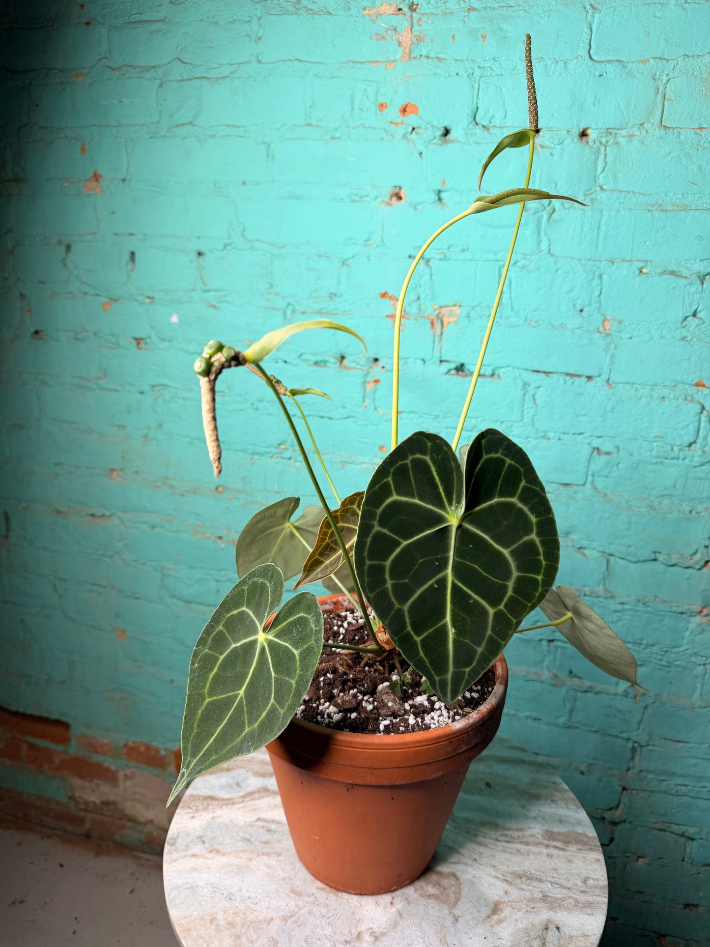 Anthurium Clarinervium 8”