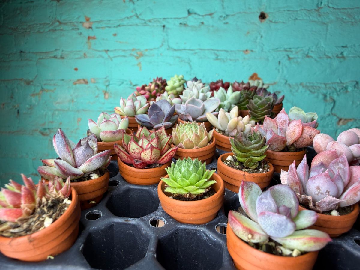 Succulent Thimble clay 1”