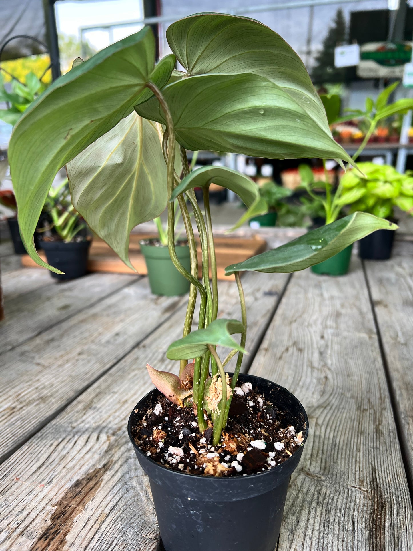 Philodendron Gloriosum