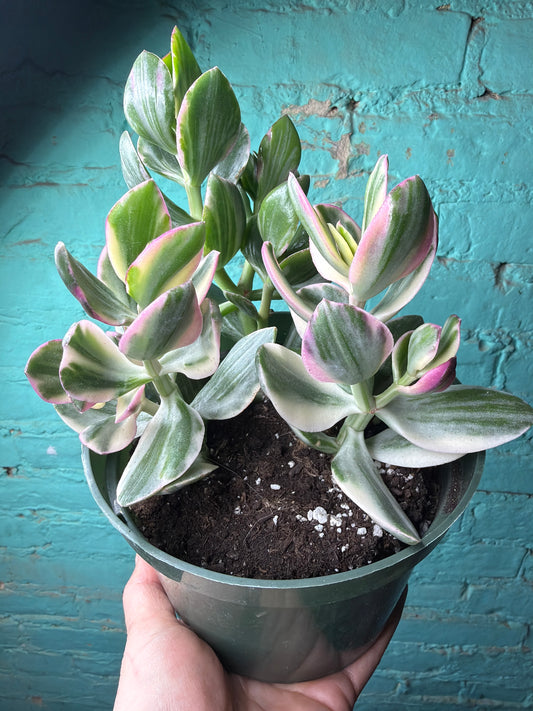 Jade Variegated 6”