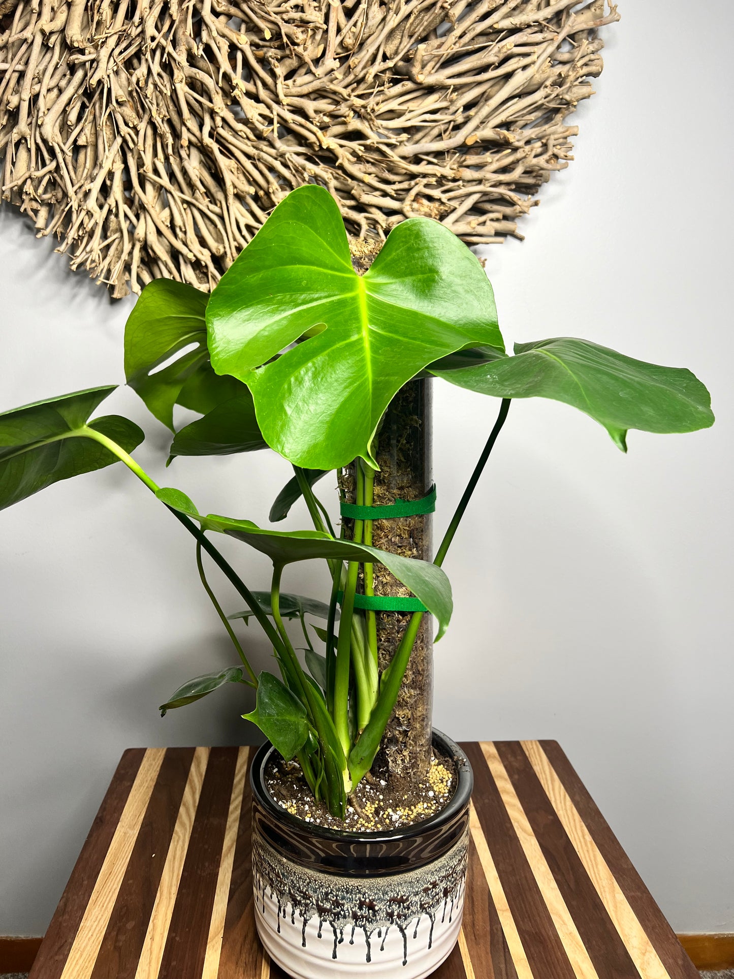 Repot Monstera with a Moss pole