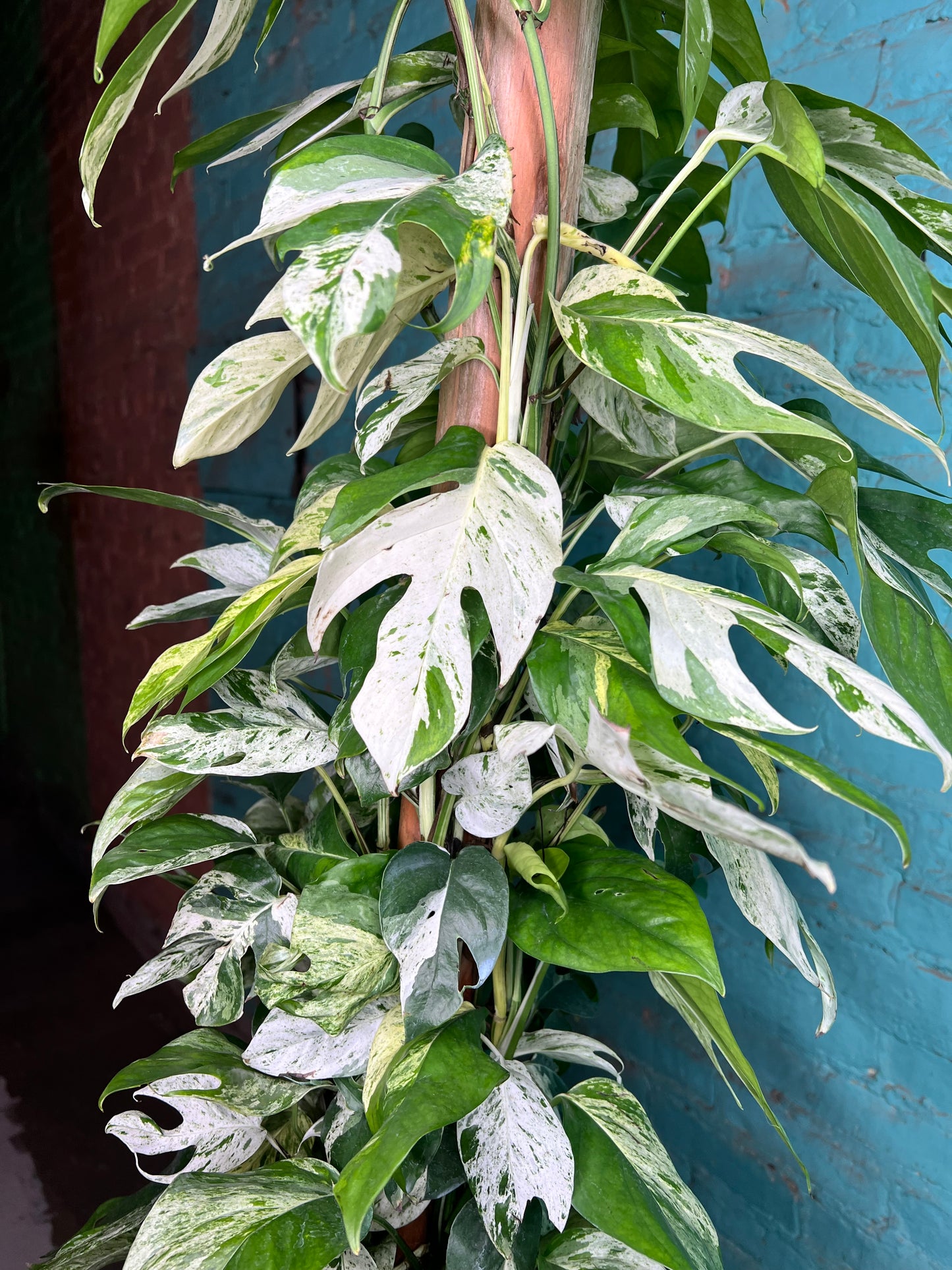 Epipremnum Pinnatum Marble Flame 10” totem