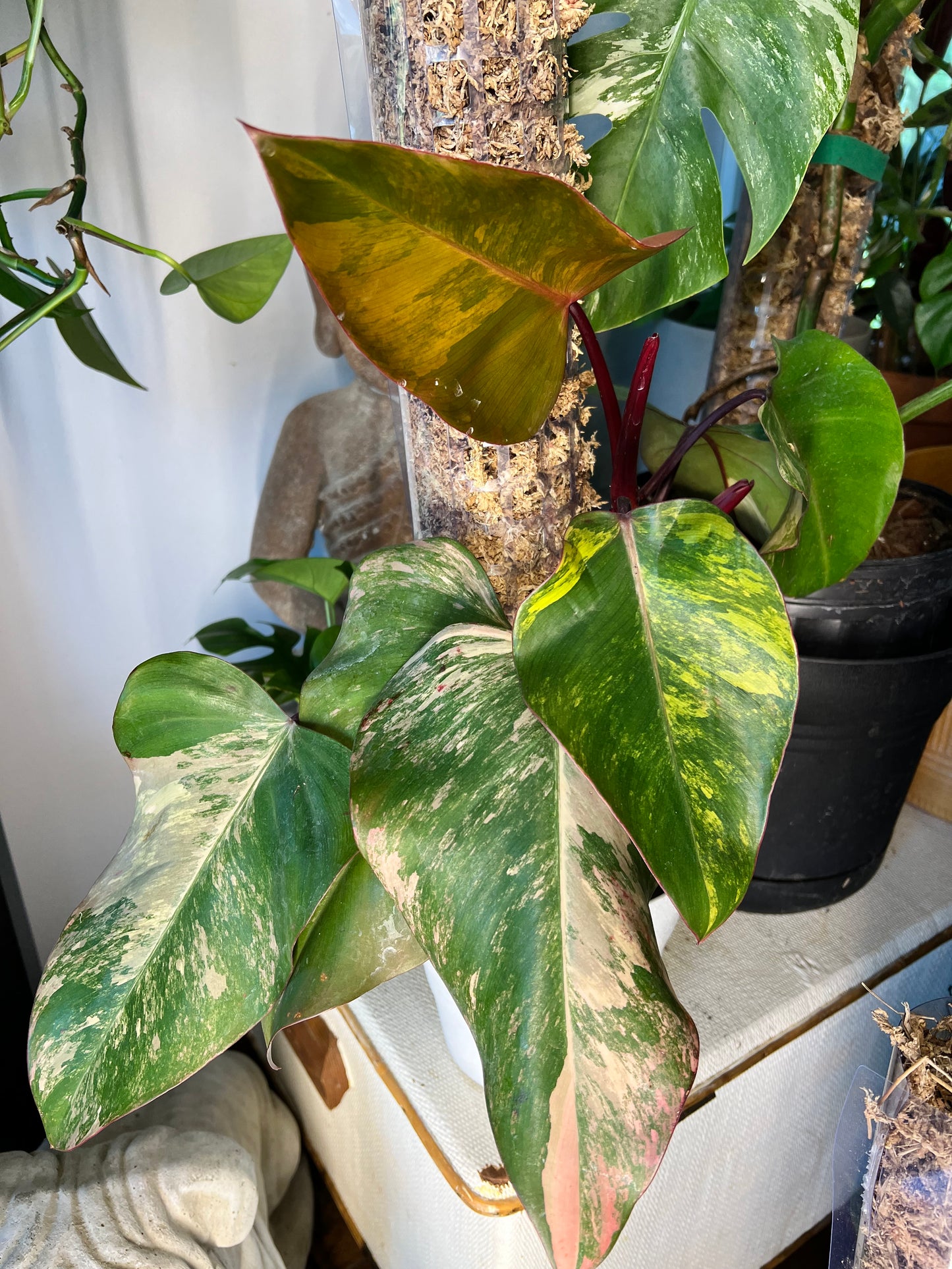 Philodendron-Strawberry Milkshake