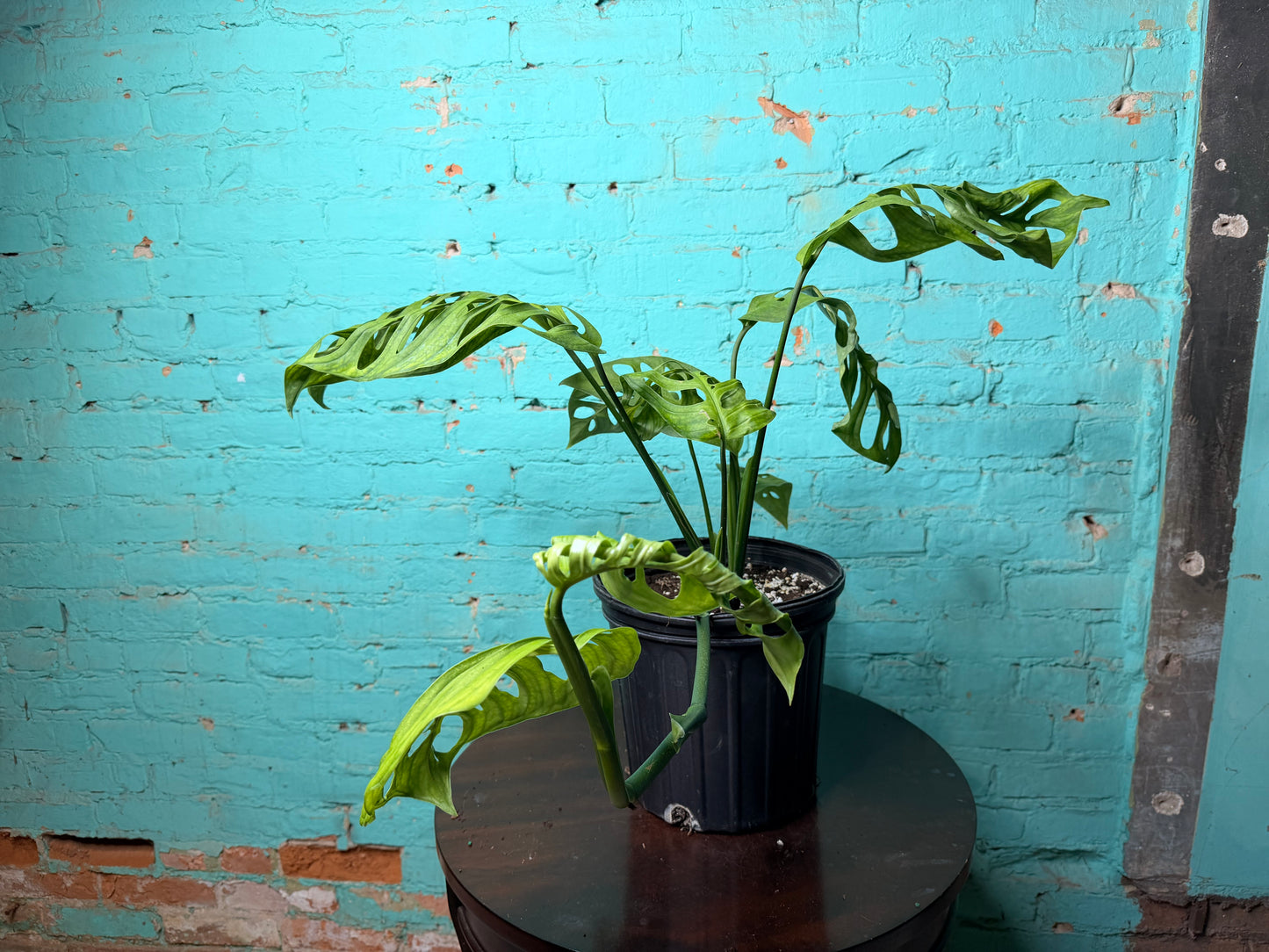 Monstera Esqueleto 10”
