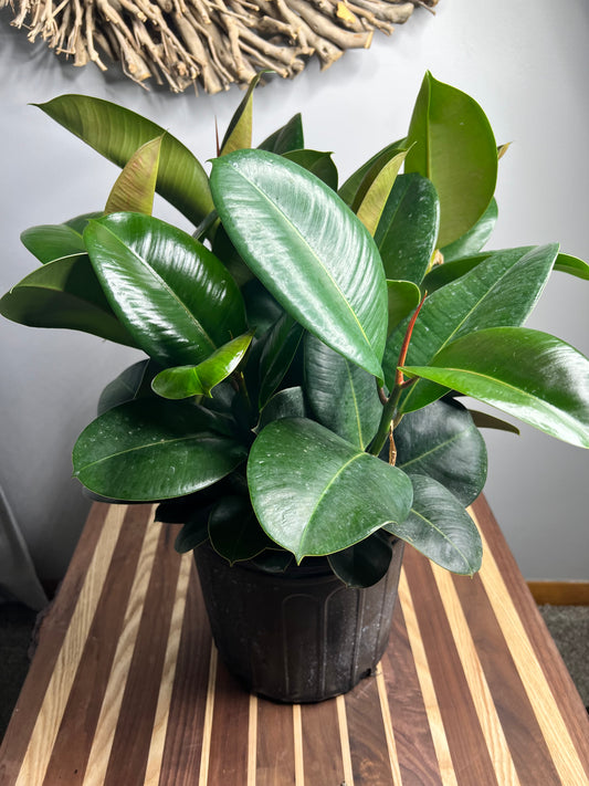 Rubber Tree- Robusta Green 10”
