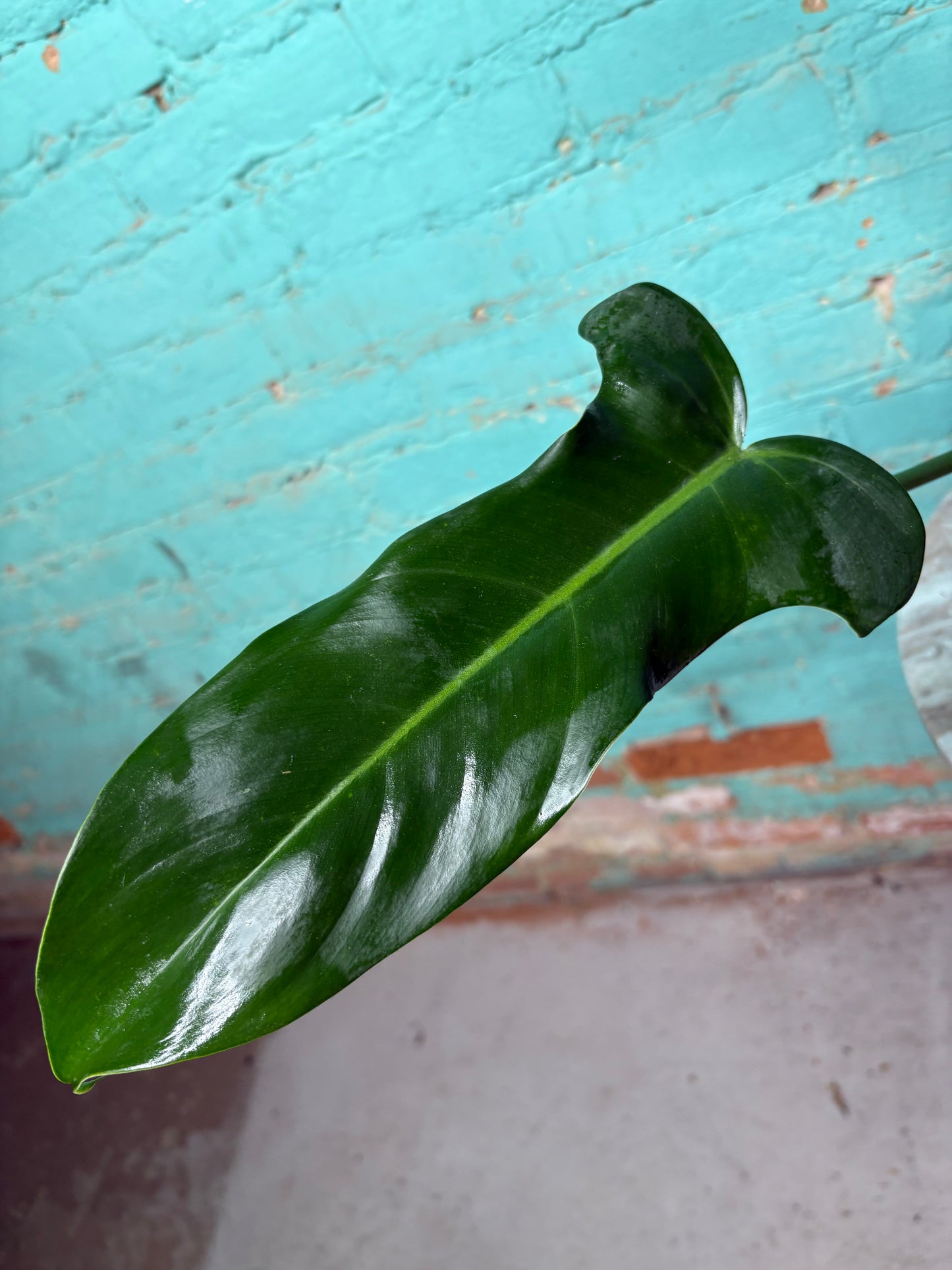 Philodendron Jerry Thorne 6”