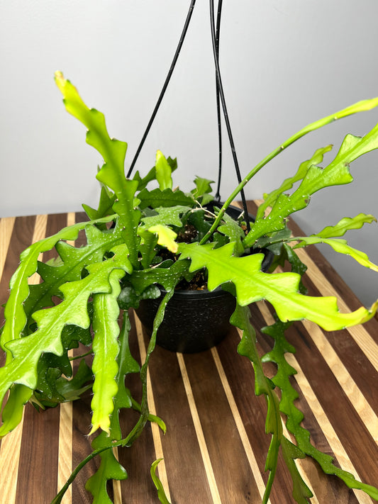 Ric Rac Cactus (fish bone) 8” basket