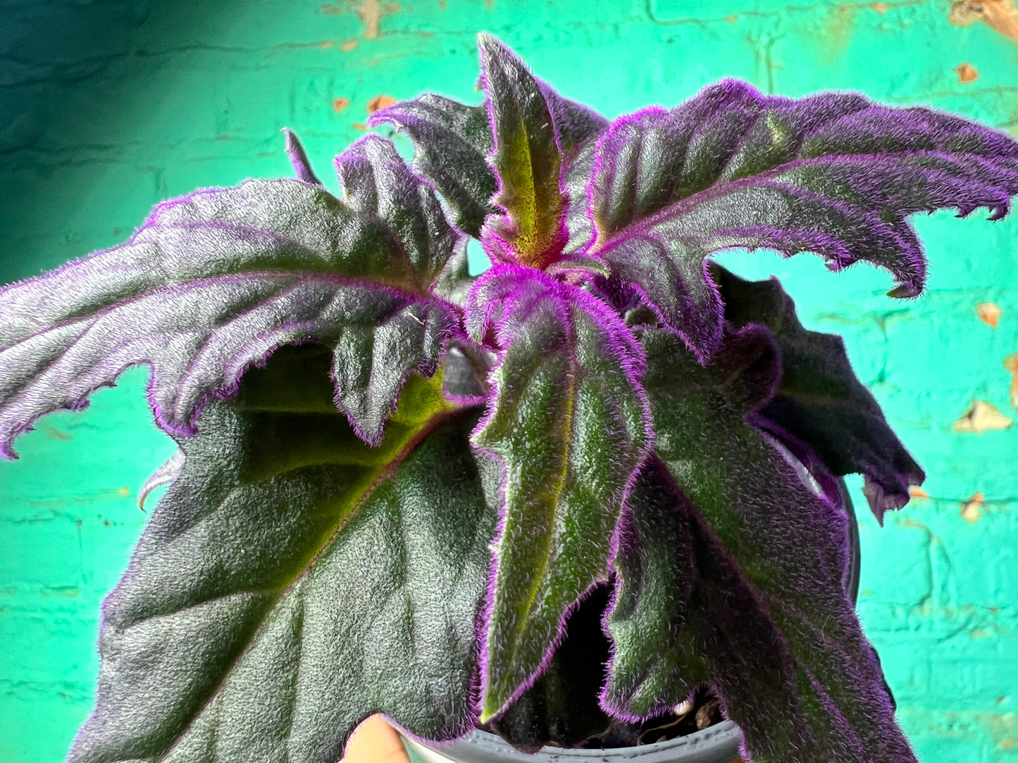 Purple Passion Plant 4”