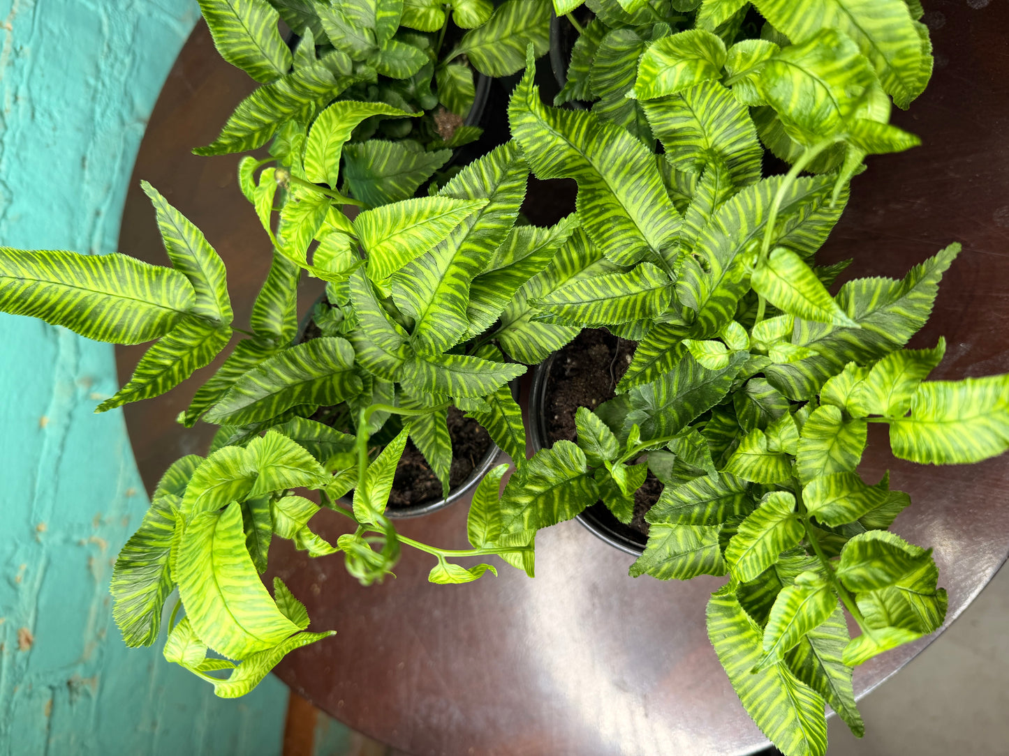 Golden Zebra Bamboo Fern