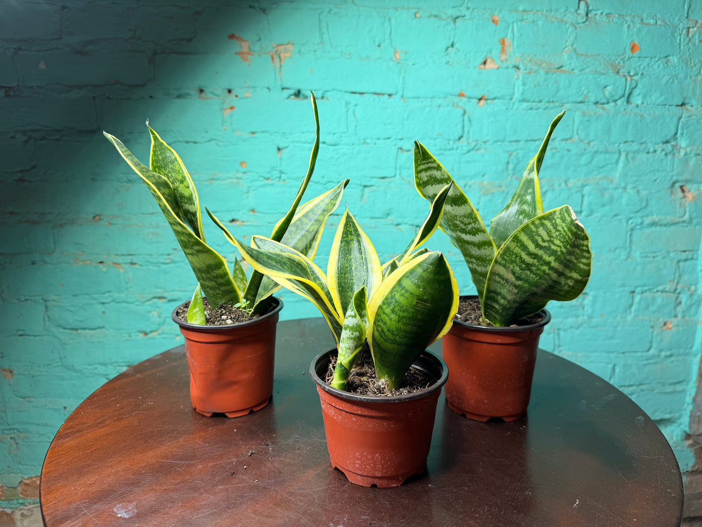Snake Plant 4” (each)