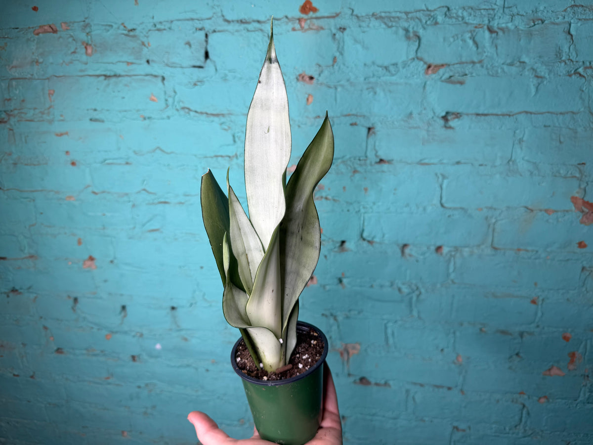Snake Plant ‘Moonlight’