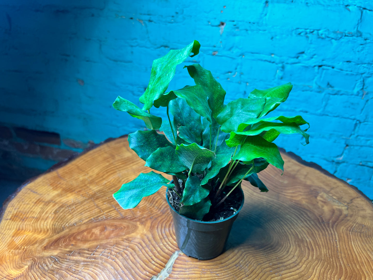 Calathea Network Plant