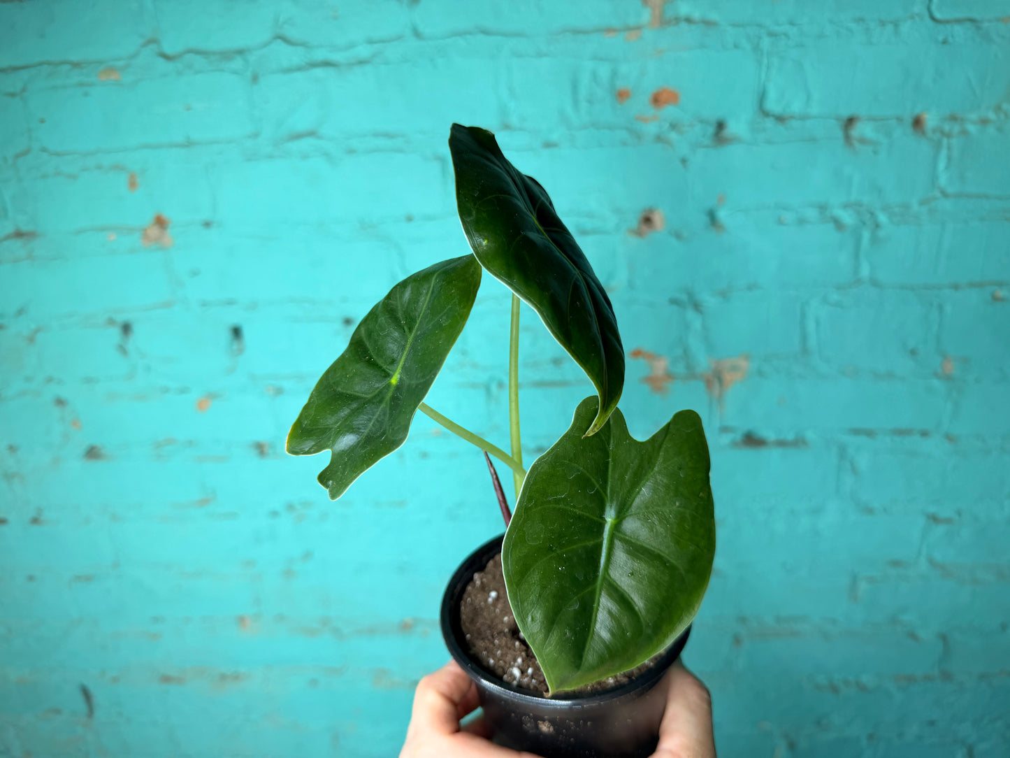 Alocasia Golden Bones 4”