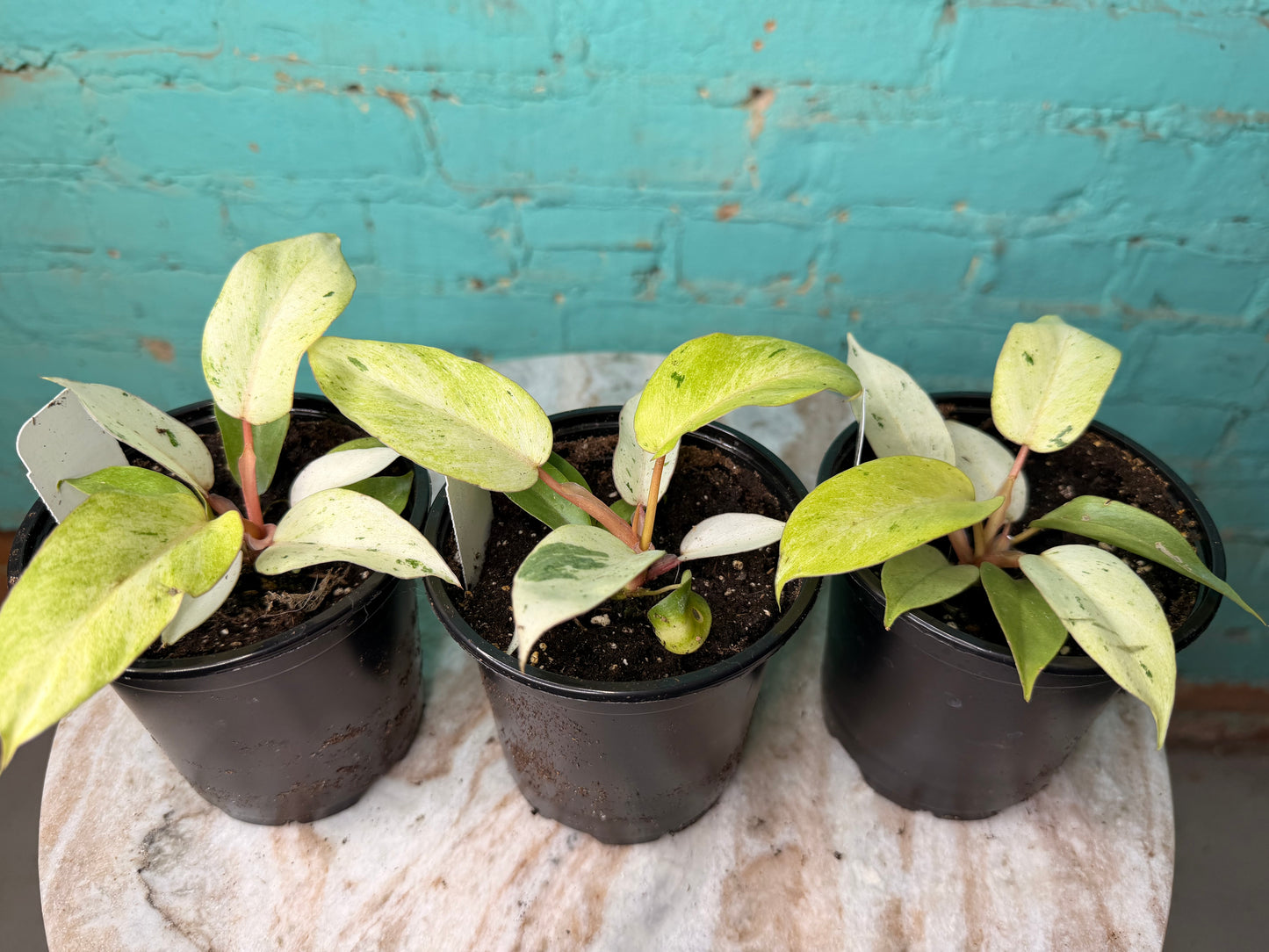 Philodendron Snow Drift 4”