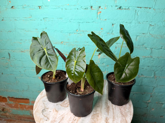 Alocasia Golden Bones 4”