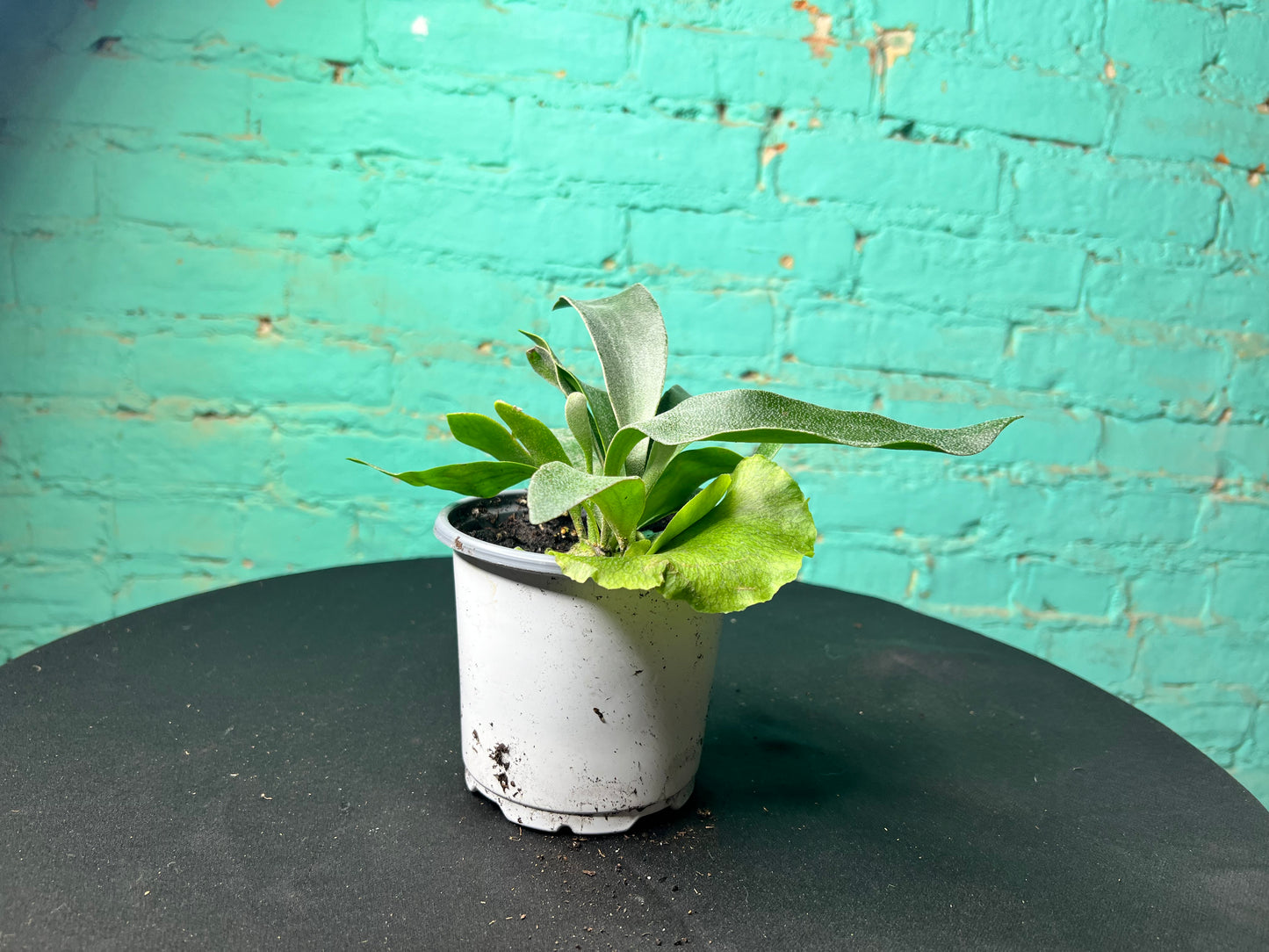Staghorn fern 4”