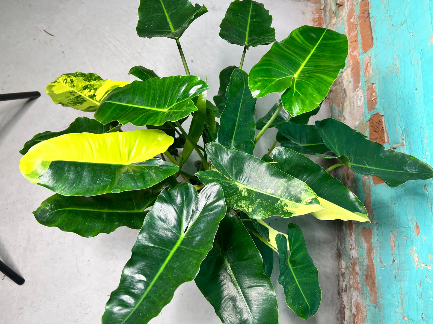 Philodendron Burle Marx Variegated 10”