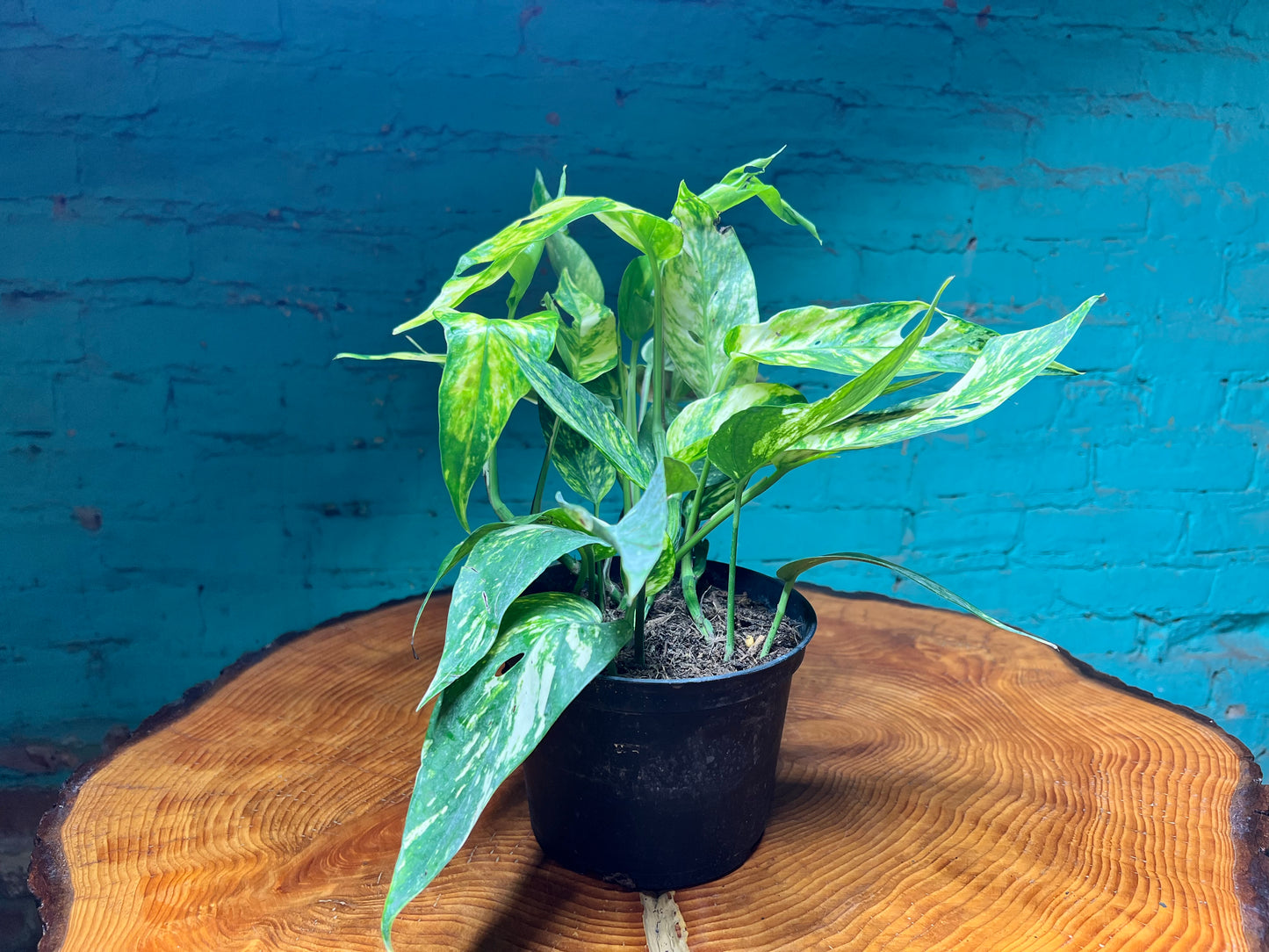 Epipremnum Sunset 6”