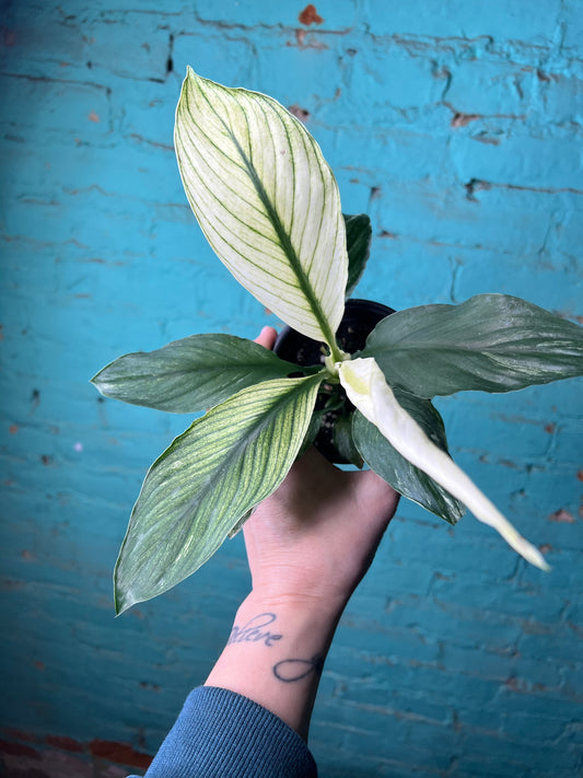 Spathiphyllum Sensation Mint 4”