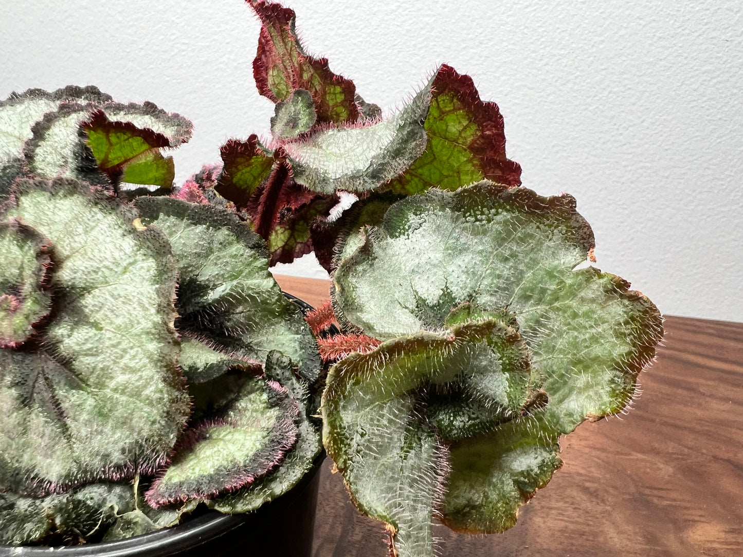 Begonia Escargot (curly)