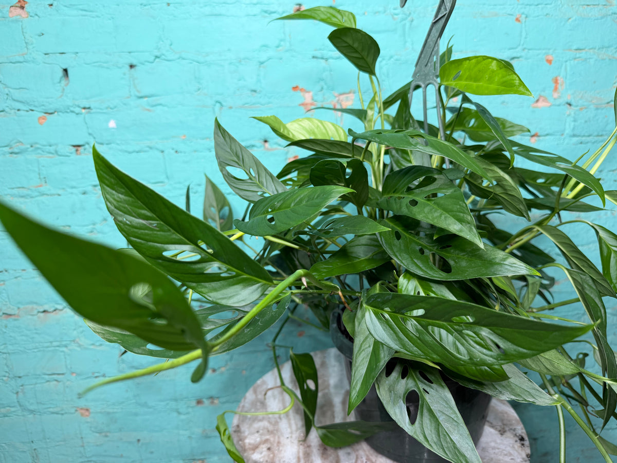 Monstera Adansonii ‘Swiss Cheese’ Wide Form 8” basket