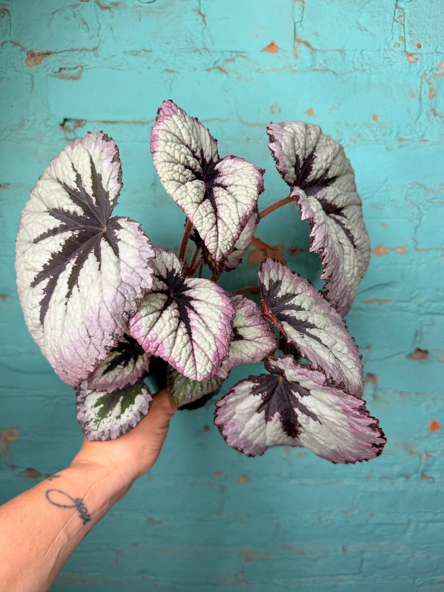 Begonia Rex 4”