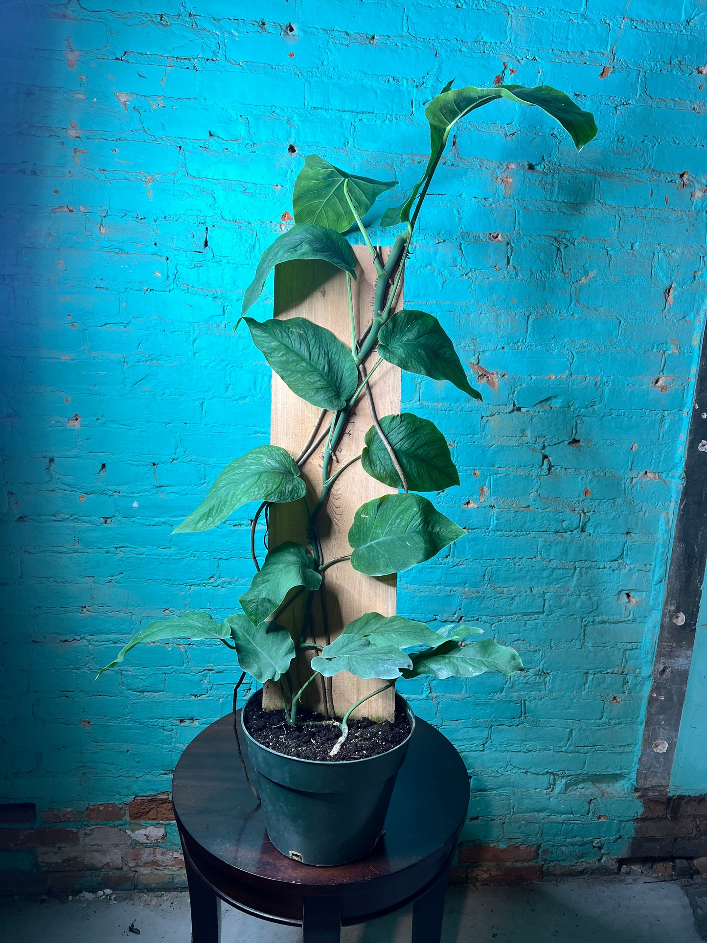 Monstera Dubia 10”