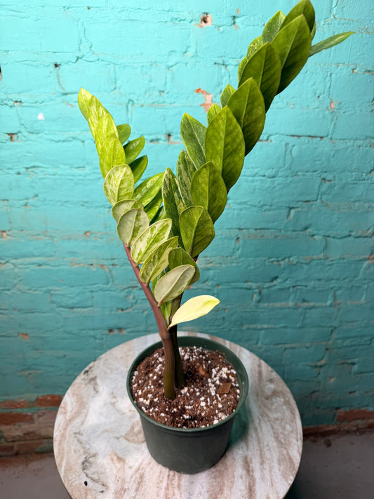 ZZ Plant Albo Variegated