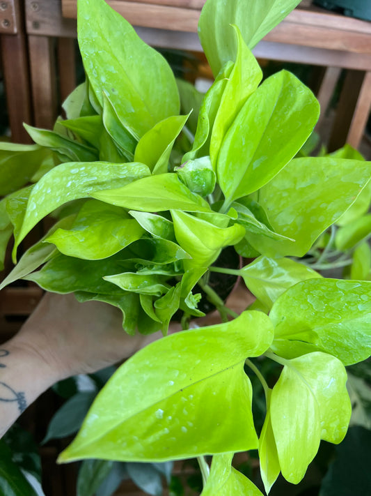 Pothos San Paulo