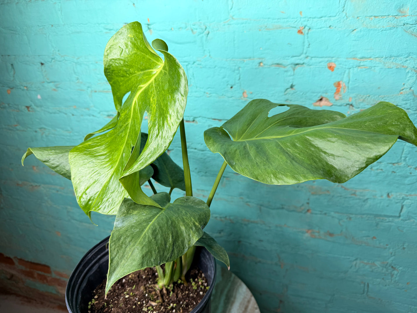 Monstera Green on Green 8”