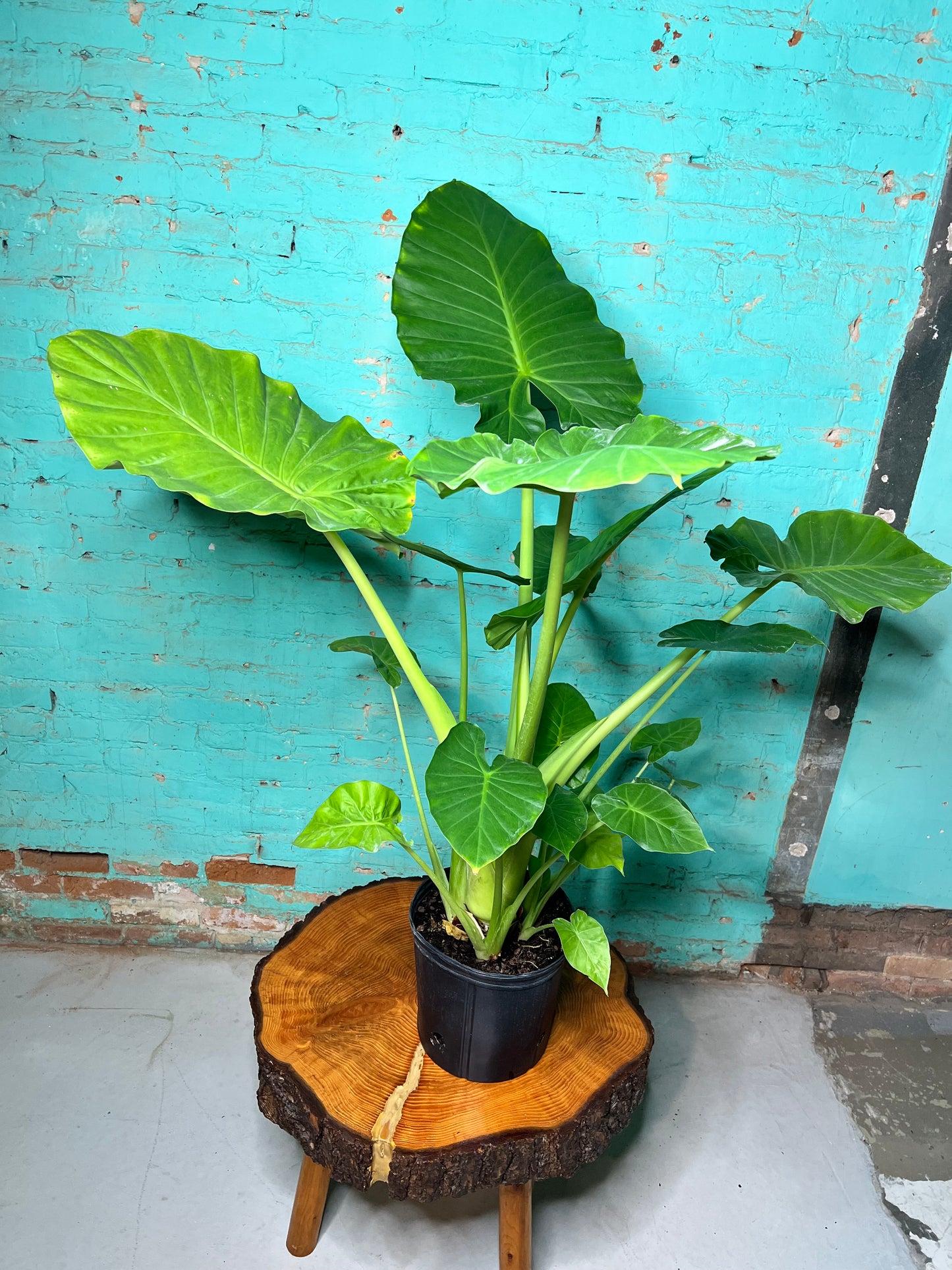 Alocasia Green Giant 10”