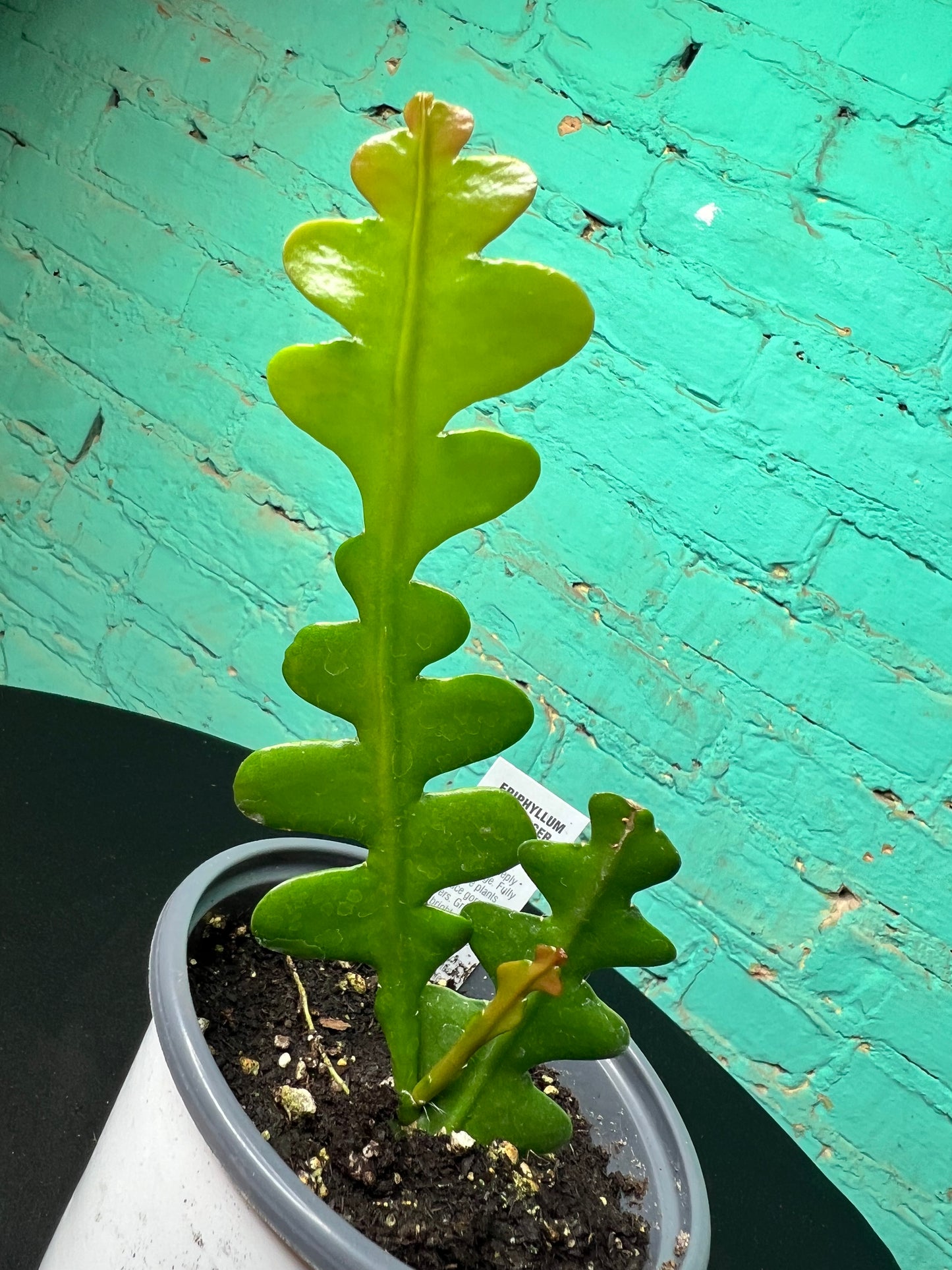 Ric Rac Cactus (fish bone) 4”