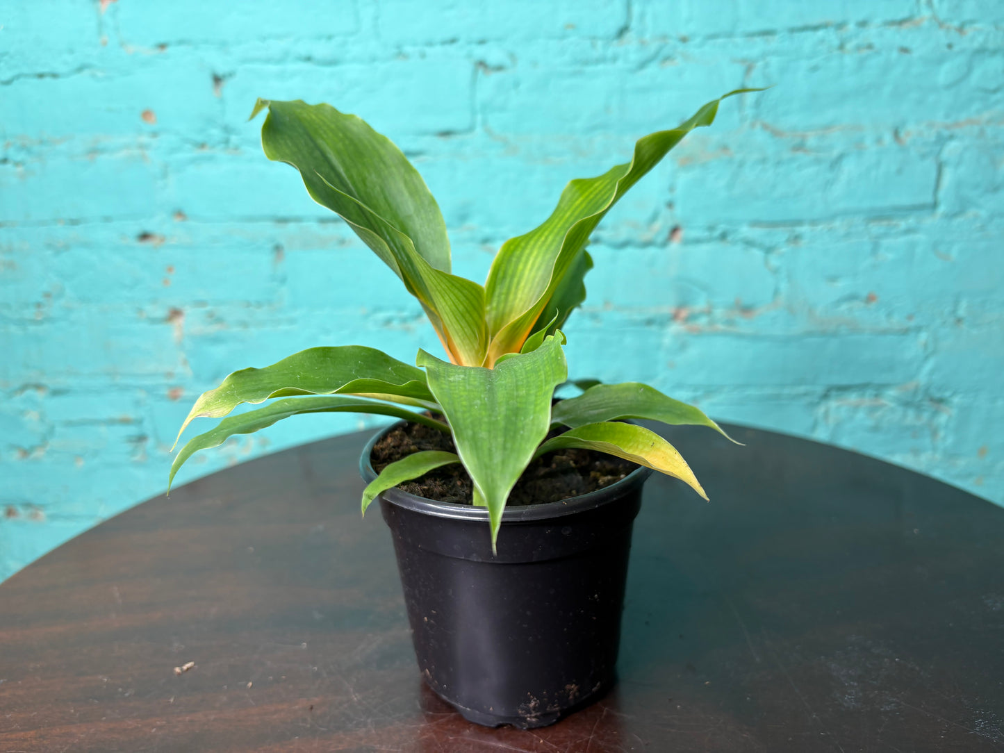 Chlorophytum Mandarin - Spider Plant 4”